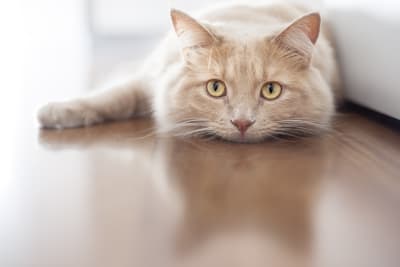 Life Expectancy for Cats with IBD, Greensboro Vet