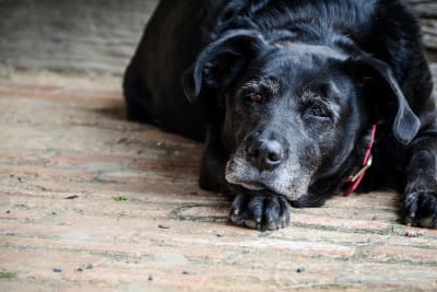 what can you do for a dog with kidney failure