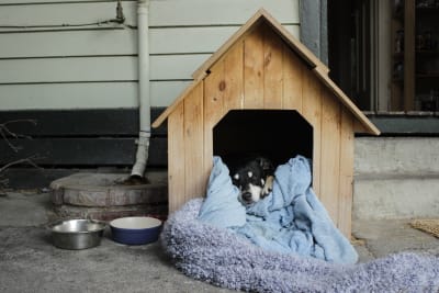 cold weather dog house
