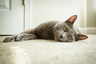 Best Breeds of House Cat for Preventing Cat Allergies, Greensboro Vet